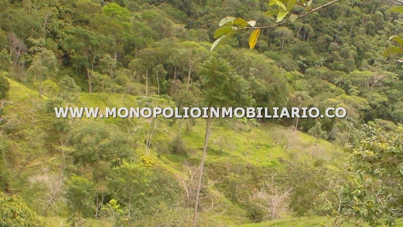 LOTE EN VENTA - SECTOR PLAYA, SAN RAFAEL COD: 22020