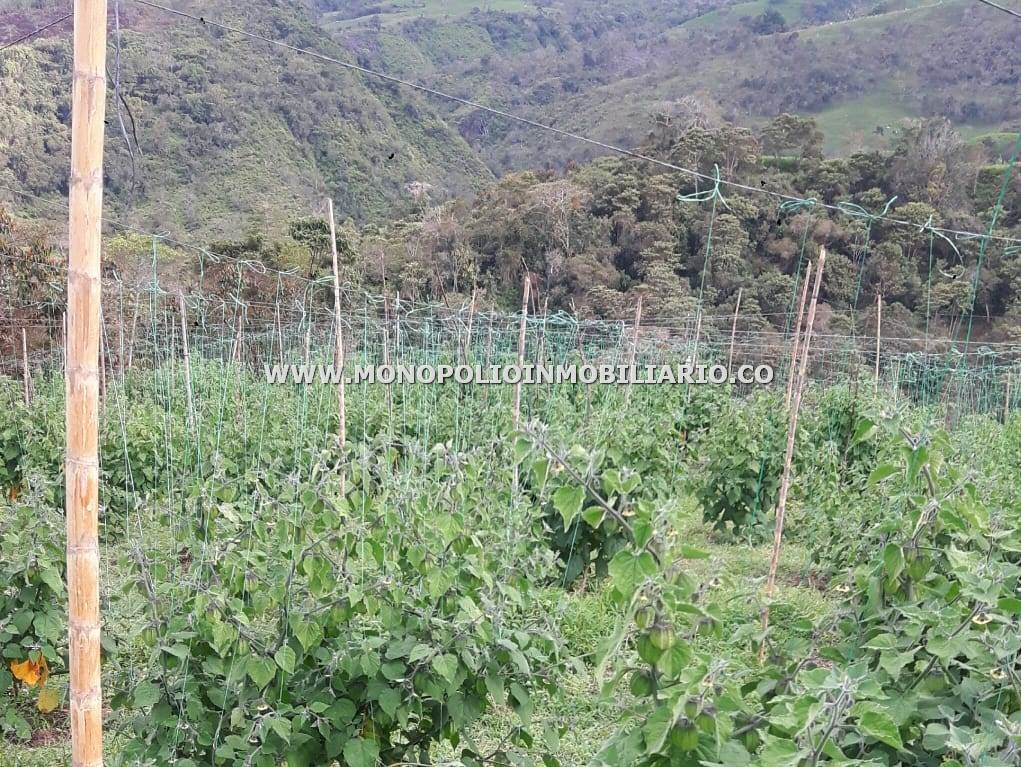 LOTE EN VENTA - SECTOR LA SIRIA, YARUMAL ANTIOQUIA COD: 22949